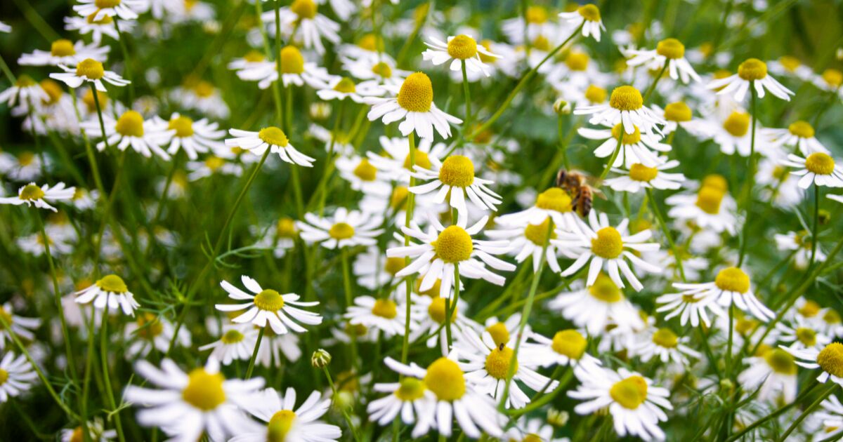 Papatyanın gözlere etkileri nelerdir?