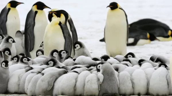 pinguinos emperador