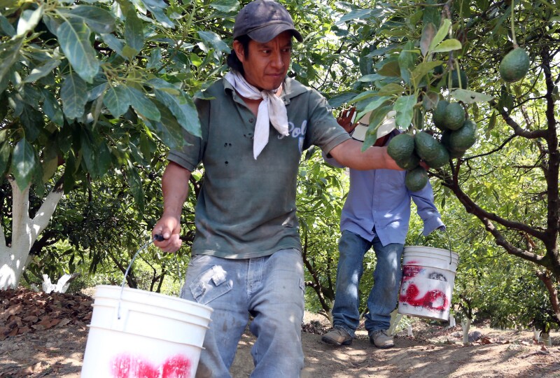 MEXICO-US-BORDER-AVOCADO