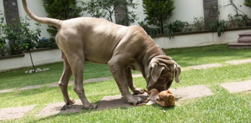 Este es Toro la mascota de Chespirito.