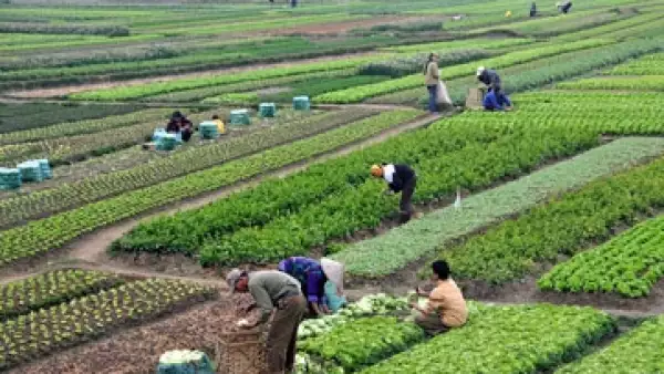 agricultores