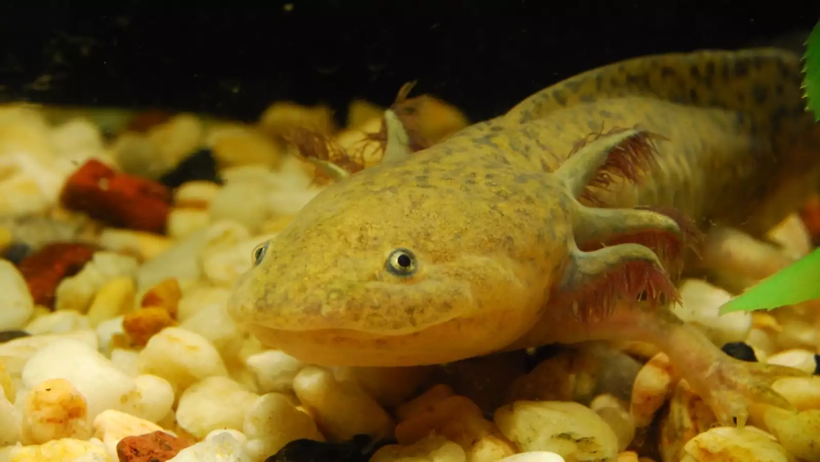 Habrá un Museo del ajolote en el Zoológico de Chapultepec. (Ajolote nadando)