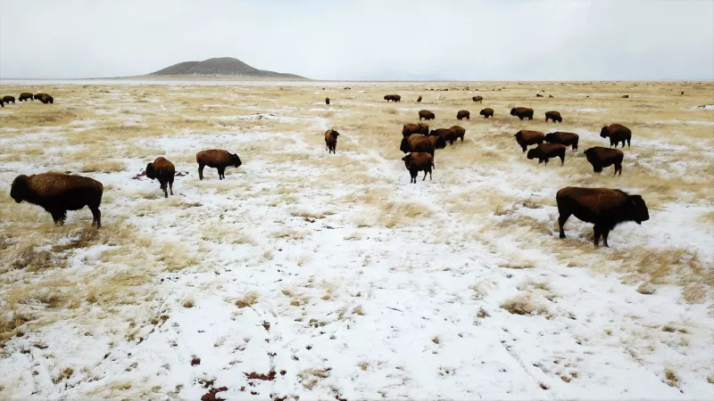 El regreso del bisonte transforma el norte de México: de Janos a Cuatro Ciénegas