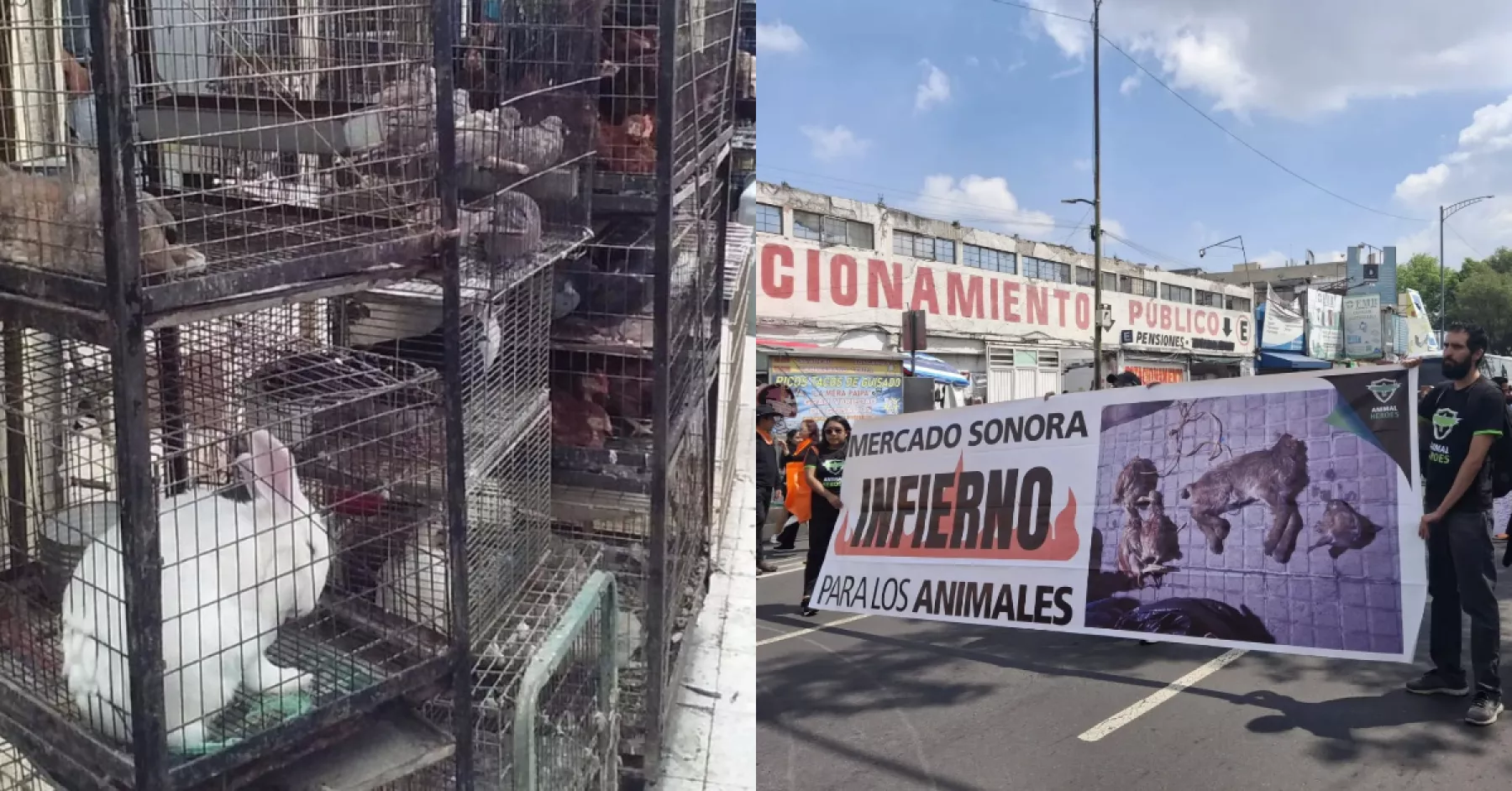 iniciativa-exhibicion-animales-mercados-cdmx.jpg