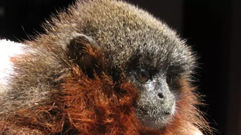 Un primate monógamo descubierto en Colombia