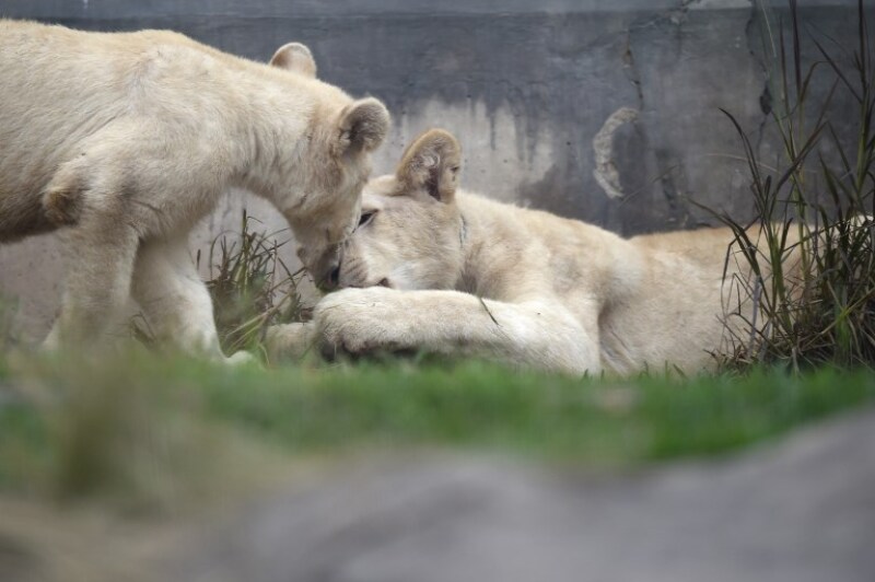 Leones blancos