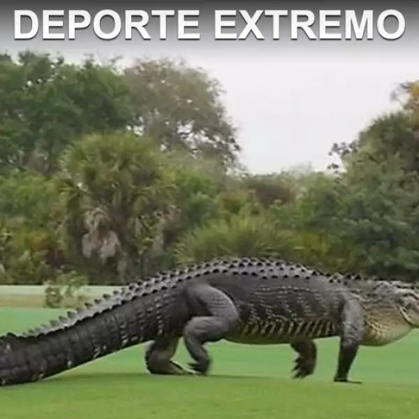 cocodrilo en campo de golf