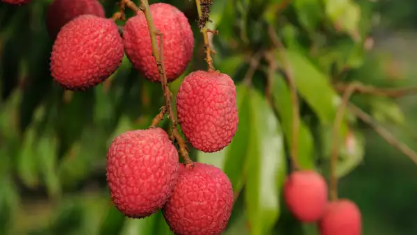 Lichi.
