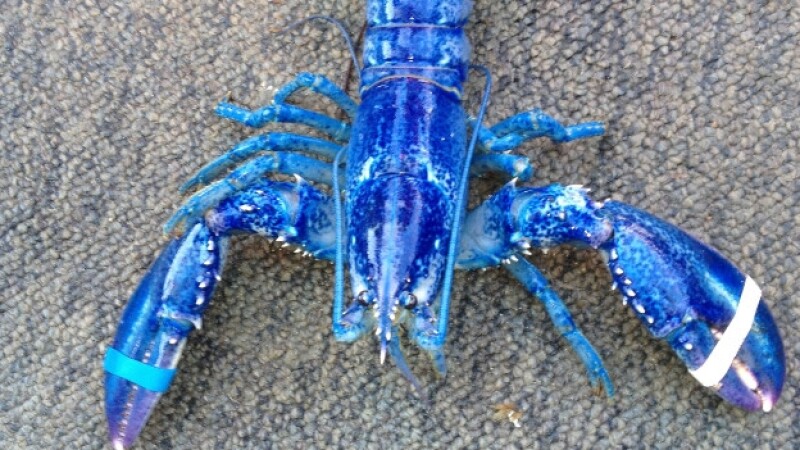 Langosta Azul