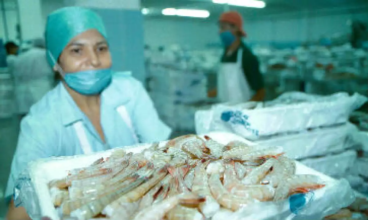 alimentos procesados