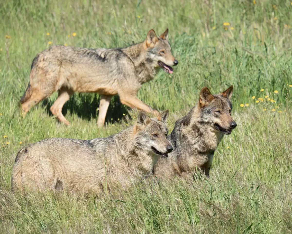 Pack,Of,Three,Iberian,Wolfs,Looking,For,Food