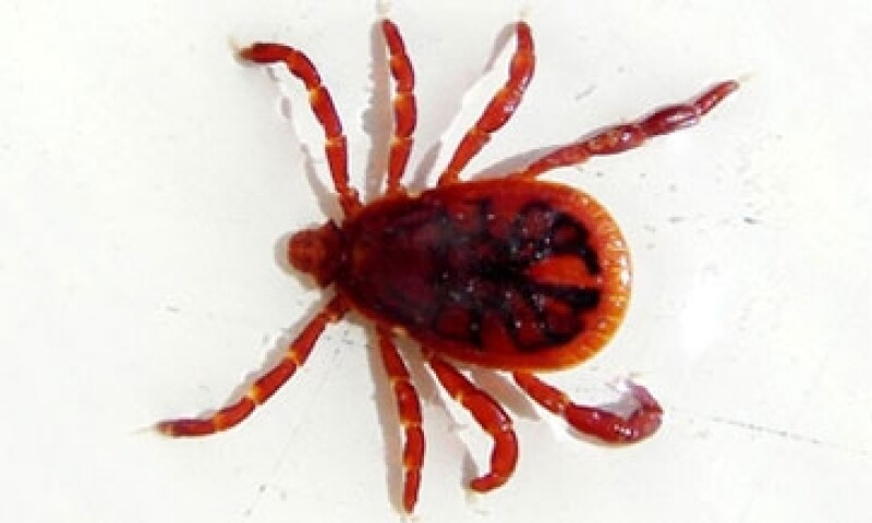 Garrapata