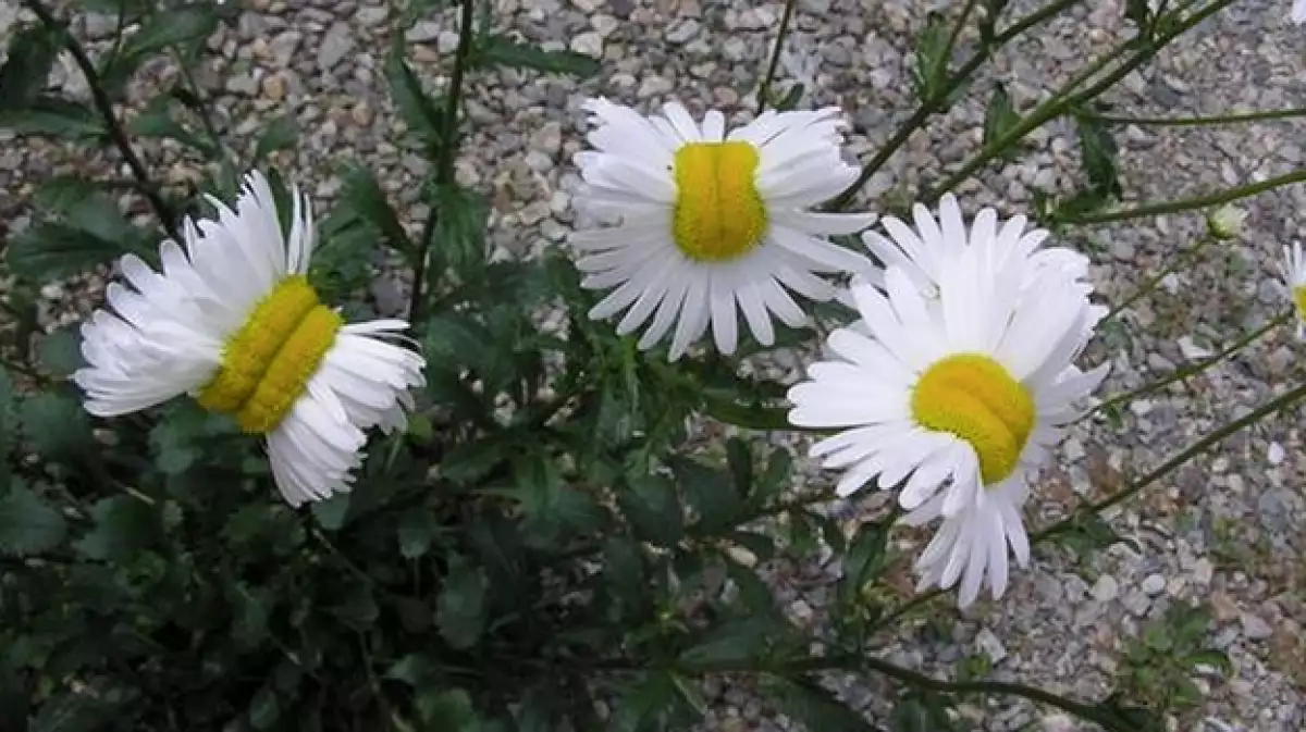 flores fukushima