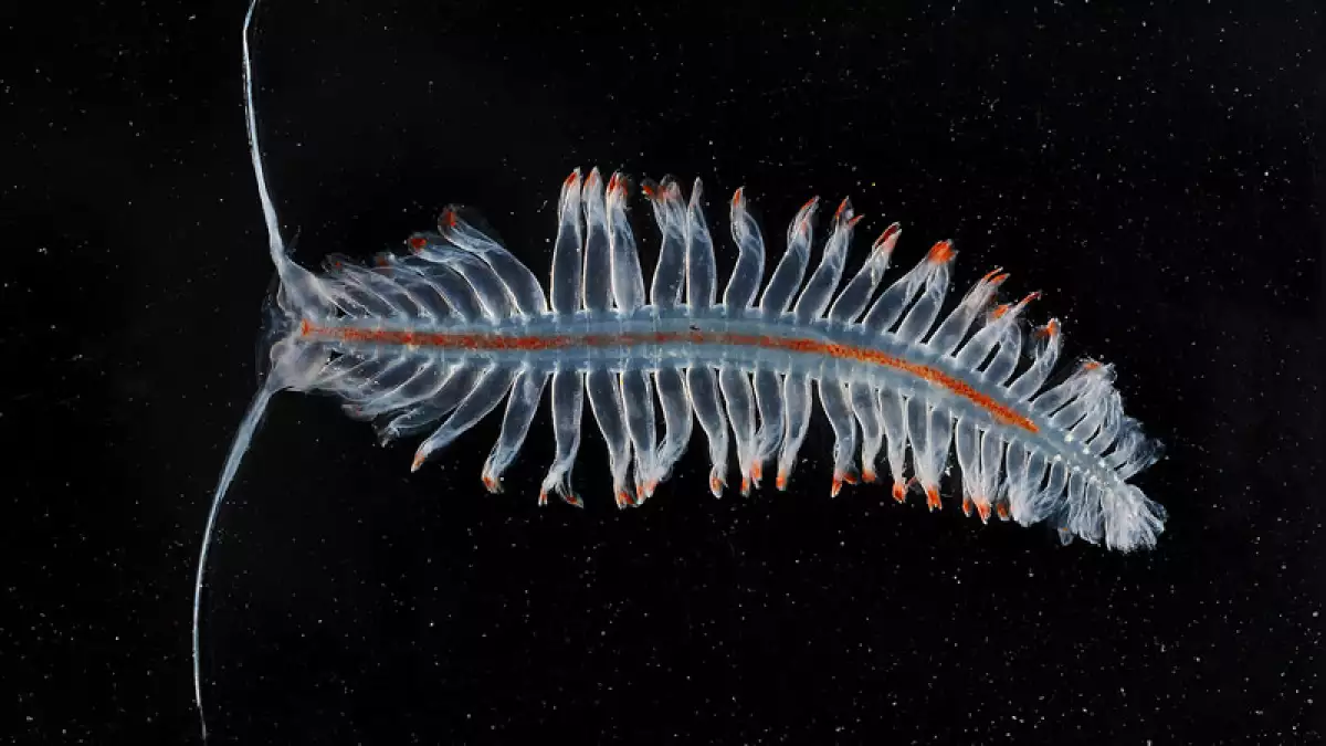 Misterioso ecosistema marino en la Antártida