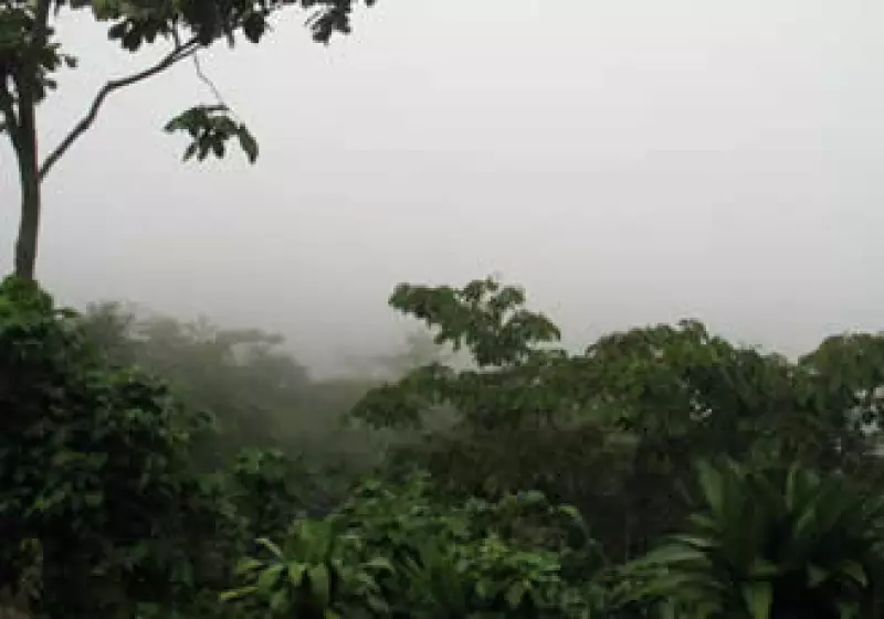 Los cafetales de Chiapas esperan por más turistas mexicanos. (Foto: )