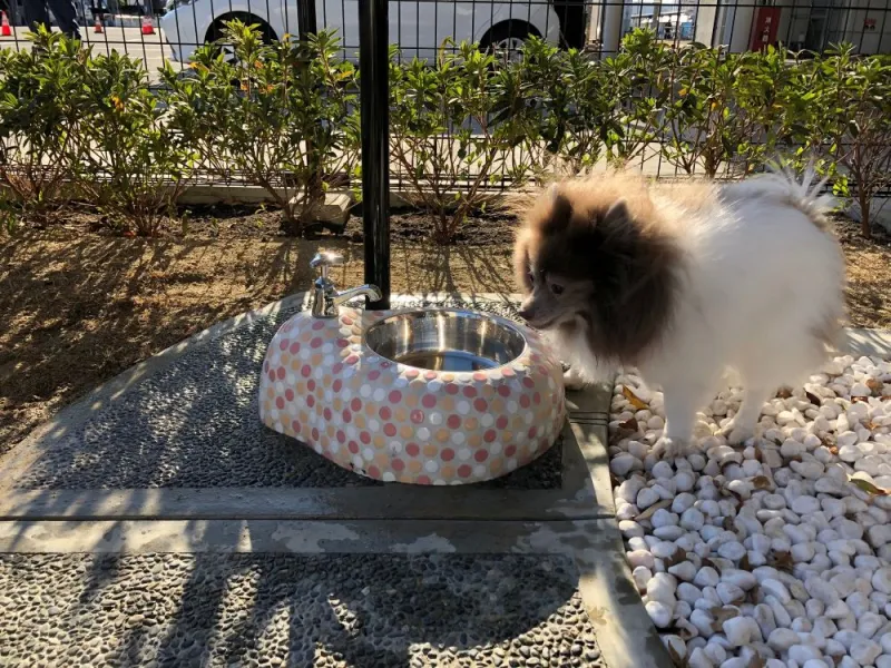 baño-perros.JPG