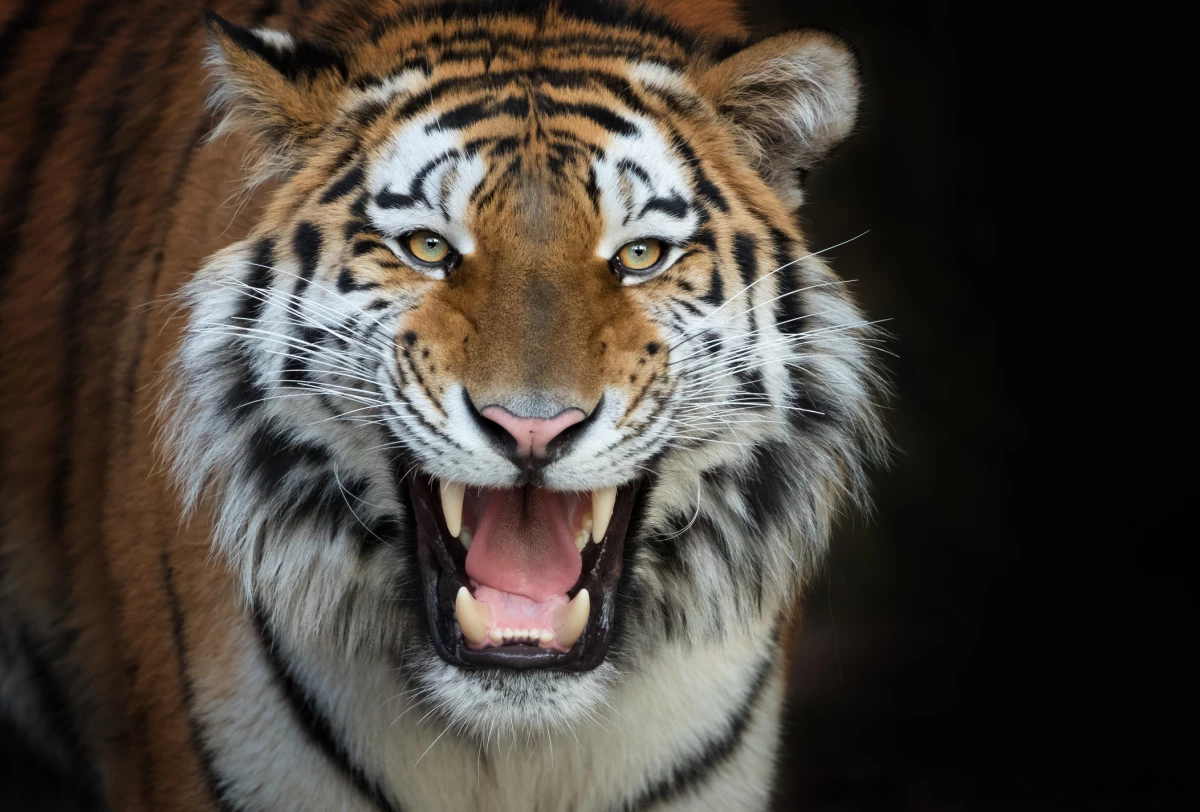 tigre felino