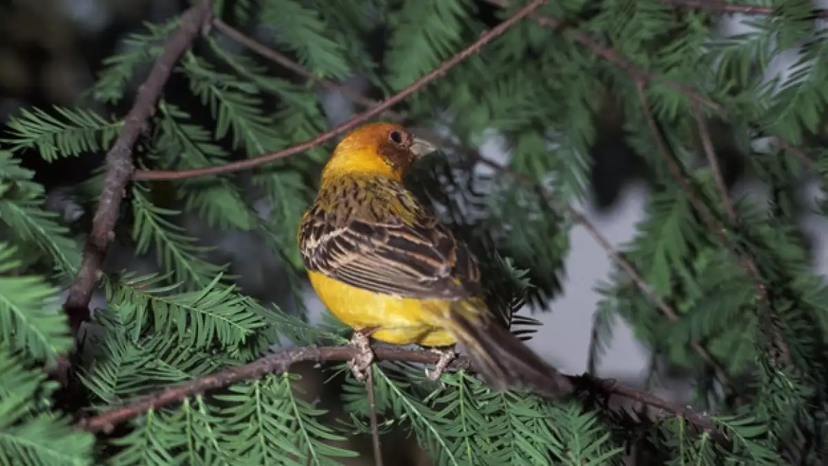 emberiza aureola