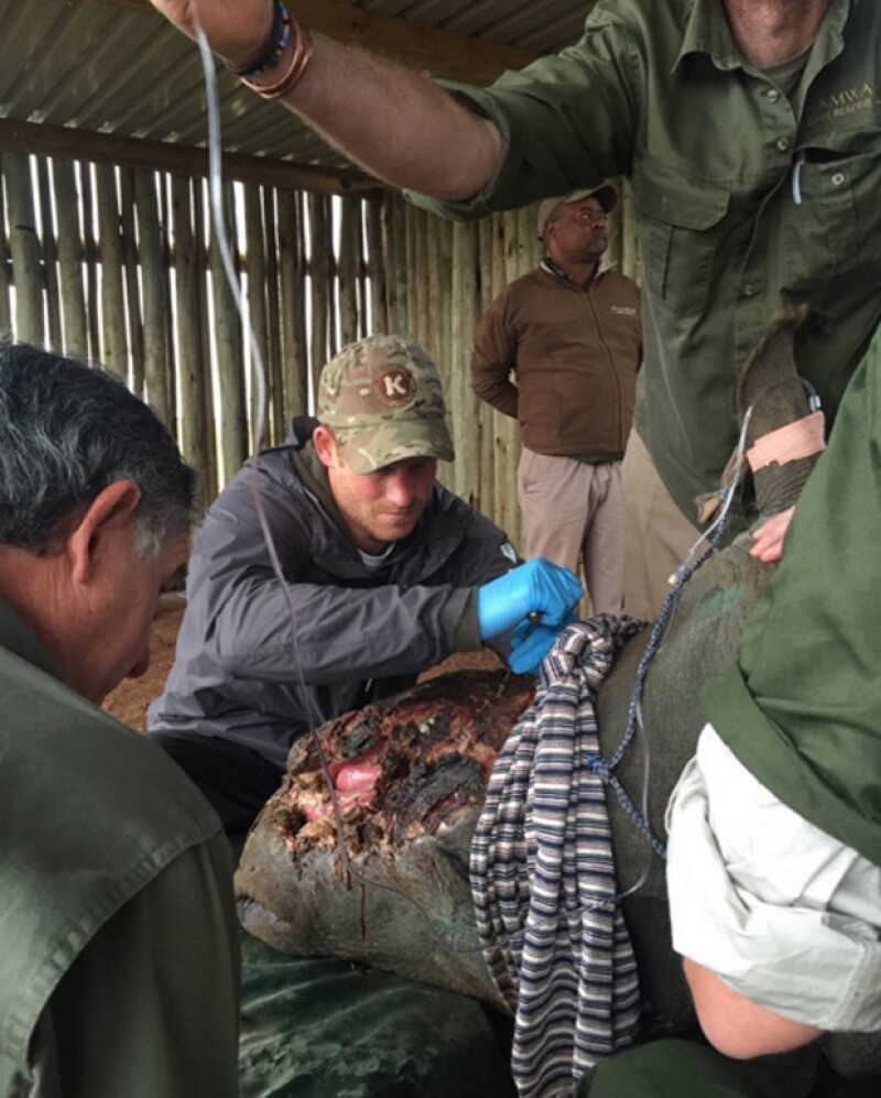 Harry estuvo hombro con hombro de veterianarios para curar a los rinocerontes.