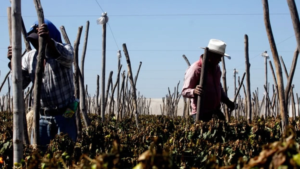 Sinaloa daños frío