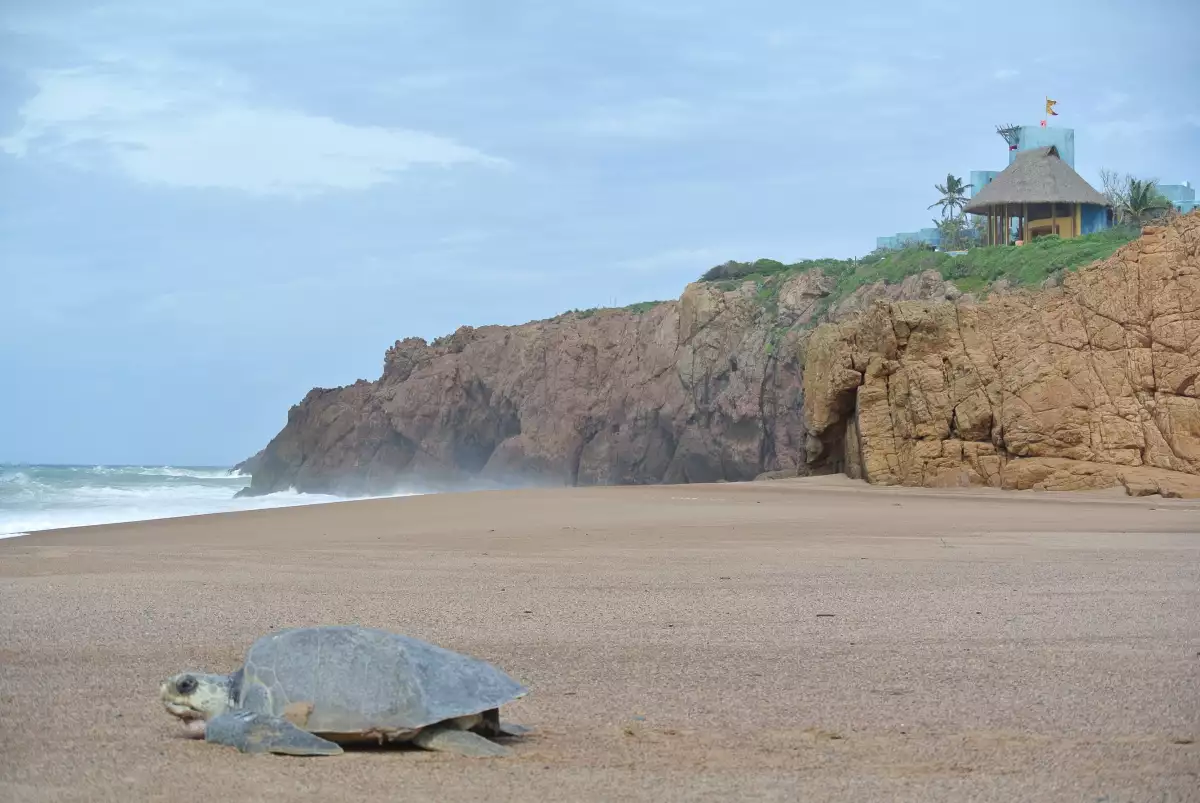 costalegre-tortugas-jalisco.jpg