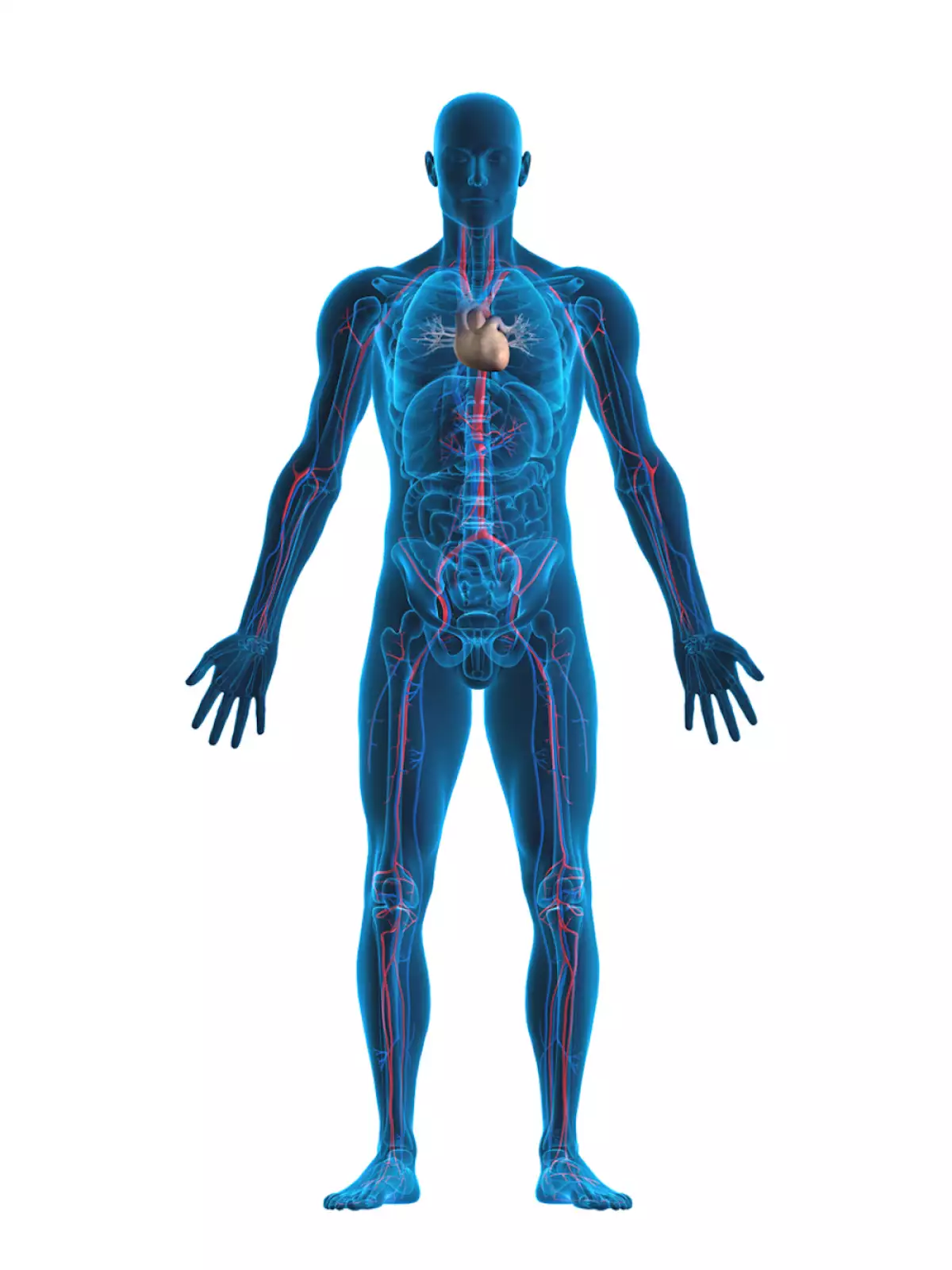 Human heart and vascular system