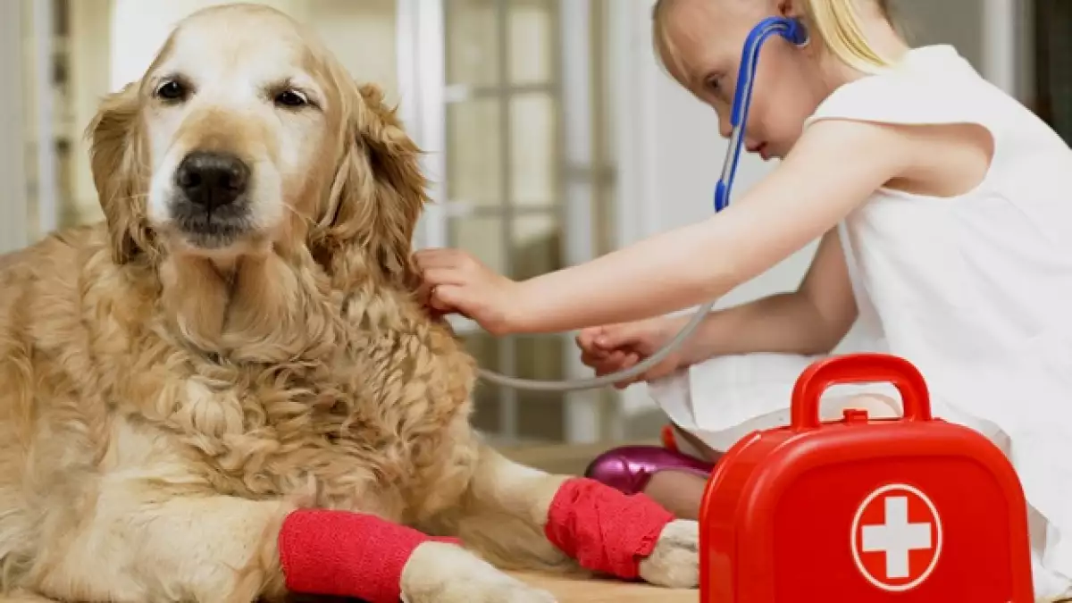 veterinario vet perro nina