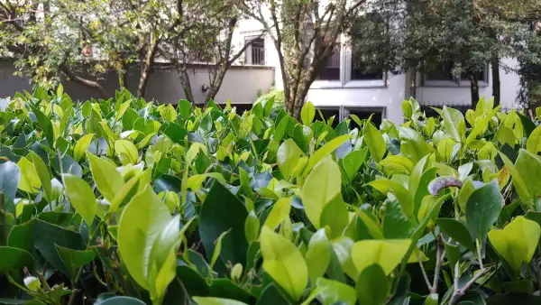 LG no apuesta al zoom, sino a foto más completas