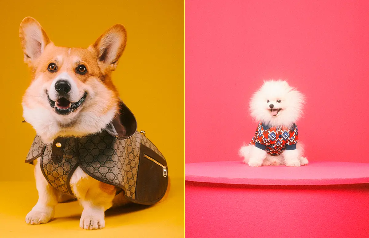 PETS-GUCCI.jpg