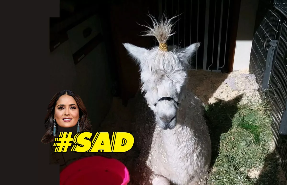 Alpaca-salma-hayek-se-lastima