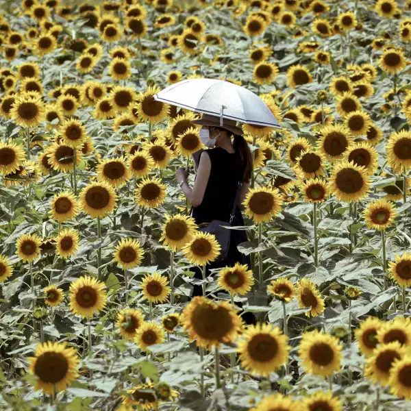Visitors Enjoy Kasaoka Bay Farm Sunflower Festival