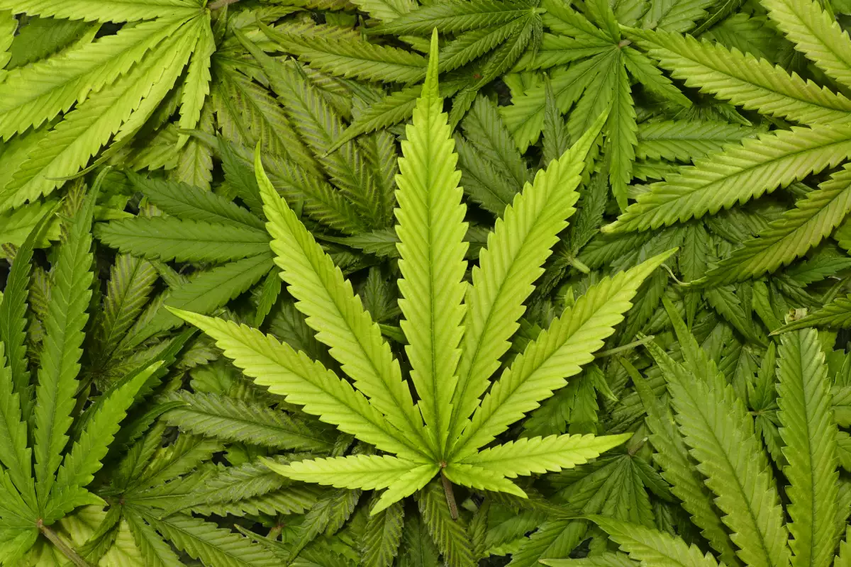 Marihuana