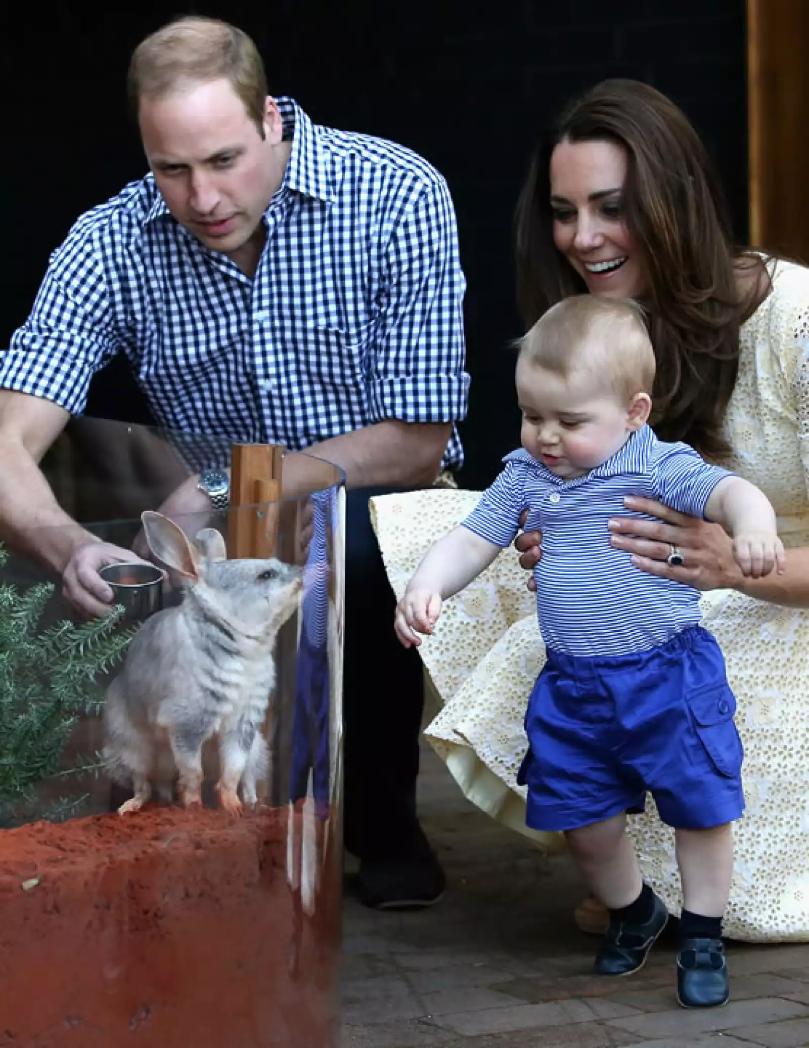 George conociendo a un bilby llamado George en honor a él en el zoológico de Sidney.