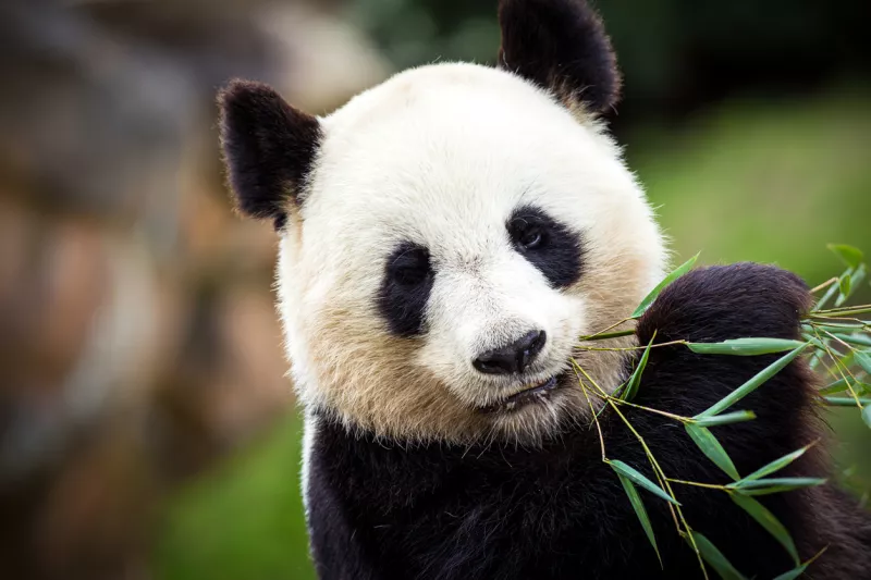 el aumento de la población de osos panda los aleja de la extinción