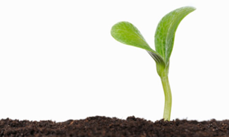 Los científicos británicos construyen un sistema que copie la fotosíntesis de las plantas. (Foto: Getty Images)