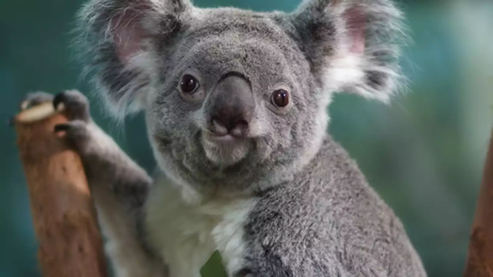 koala
