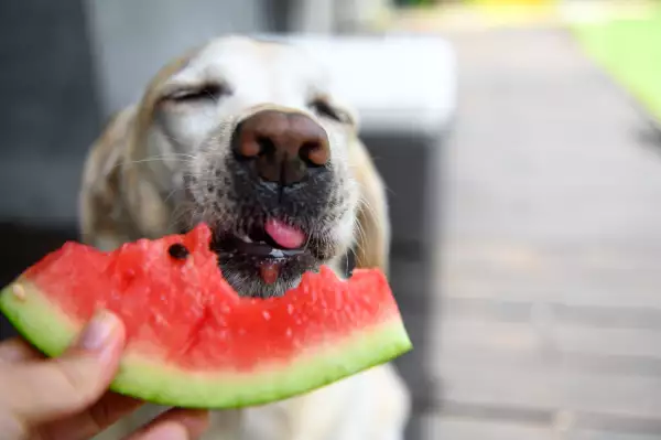 Foto de un perro labrador con los ojos cerrados al comer sandía.