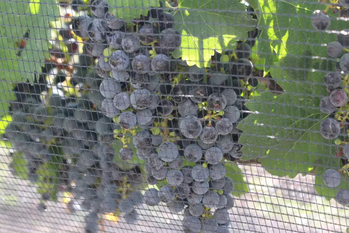 vino_terco_qro.jpg