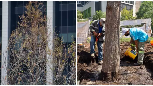 ahuehuete de reforma