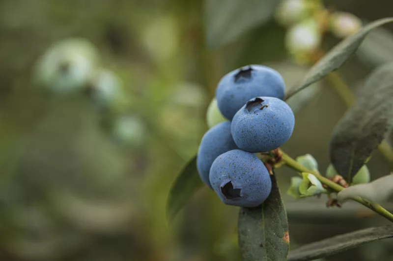 El agro mexicano, la piedra en el zapato de EU rumbo a la revisión del T-MEC