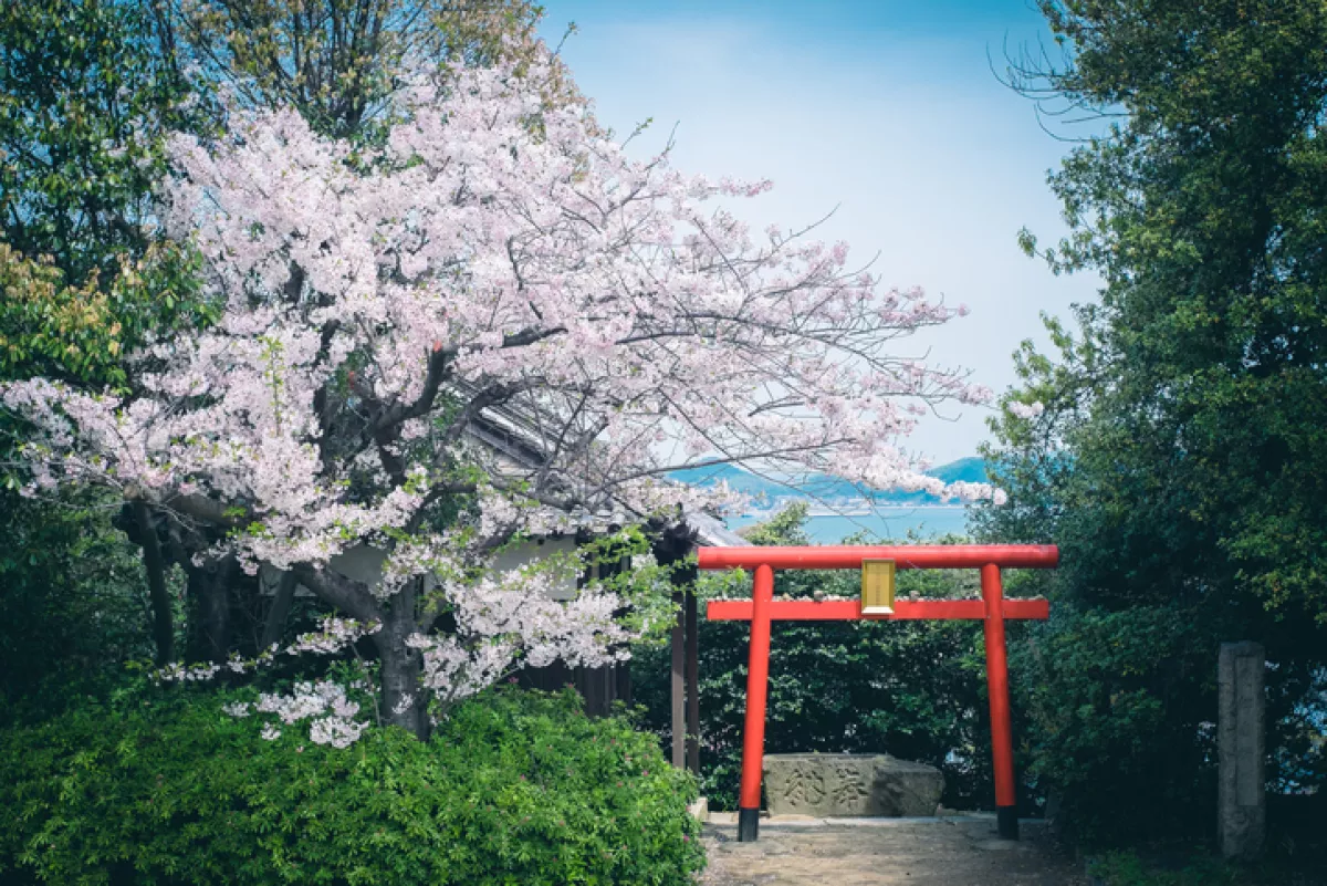 Cherry Blossom with Torii during the spring in Tomonoura.