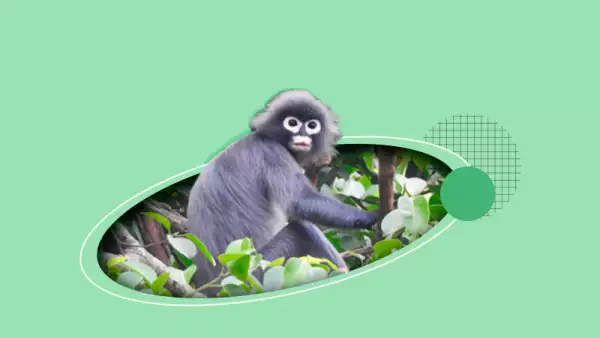 mono-sin-nariz-especies