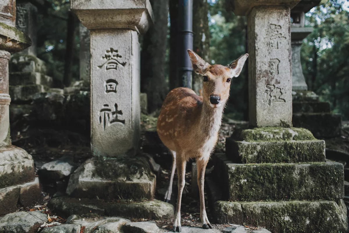 Deer in Nara's park