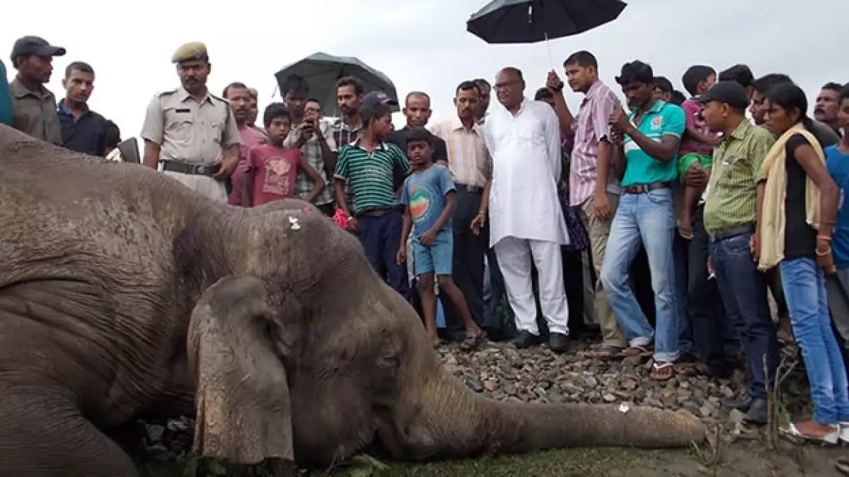 elefante