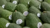 aguacate-mexicano-a-brasil