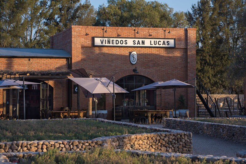 Viñedo San Lucas