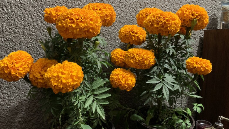 La cámara del iPhone Xr