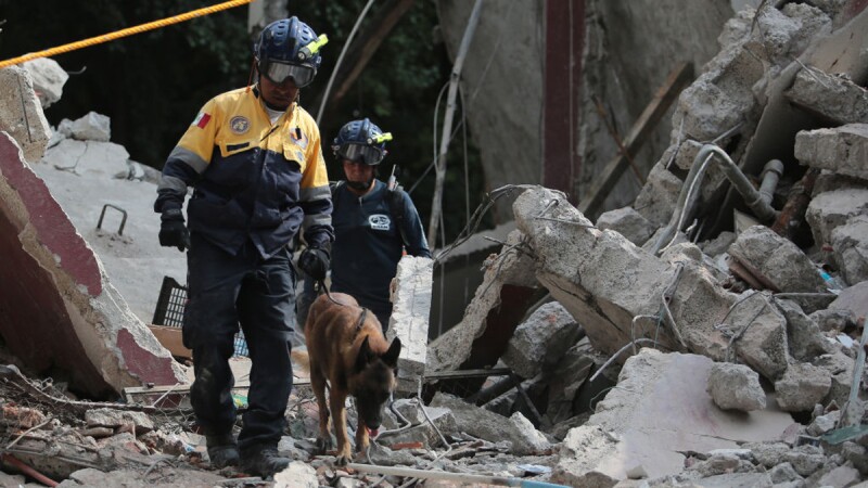 Perro de rescate