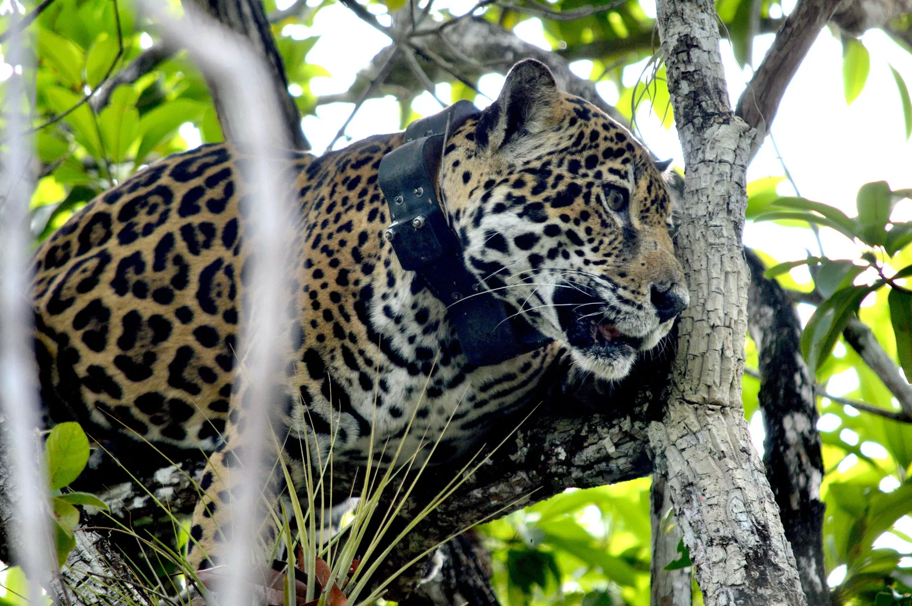 El choque con ganaderos le pone valor al jaguar en el mercado negro en México: así se comercializa en México