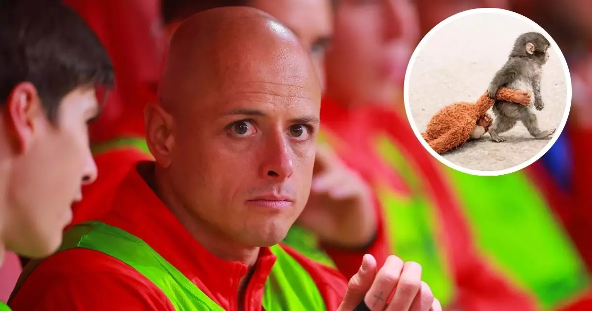 chicharito-hernandez-llora-con-punch-monkey.jpg